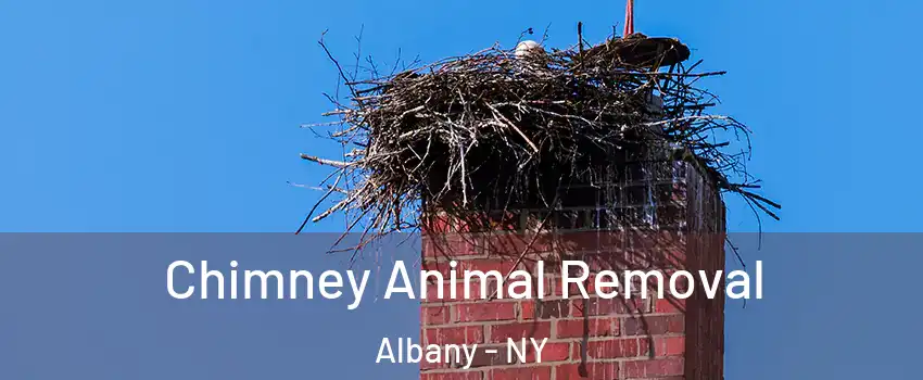  Chimney Animal Removal Albany - NY